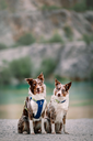 alpha-360-harness-deep-teal-mix-deep-teal-mix-xs-525956.webp