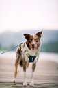 alpha-360-harness-deep-teal-mix-deep-teal-mix-xs-277144.webp