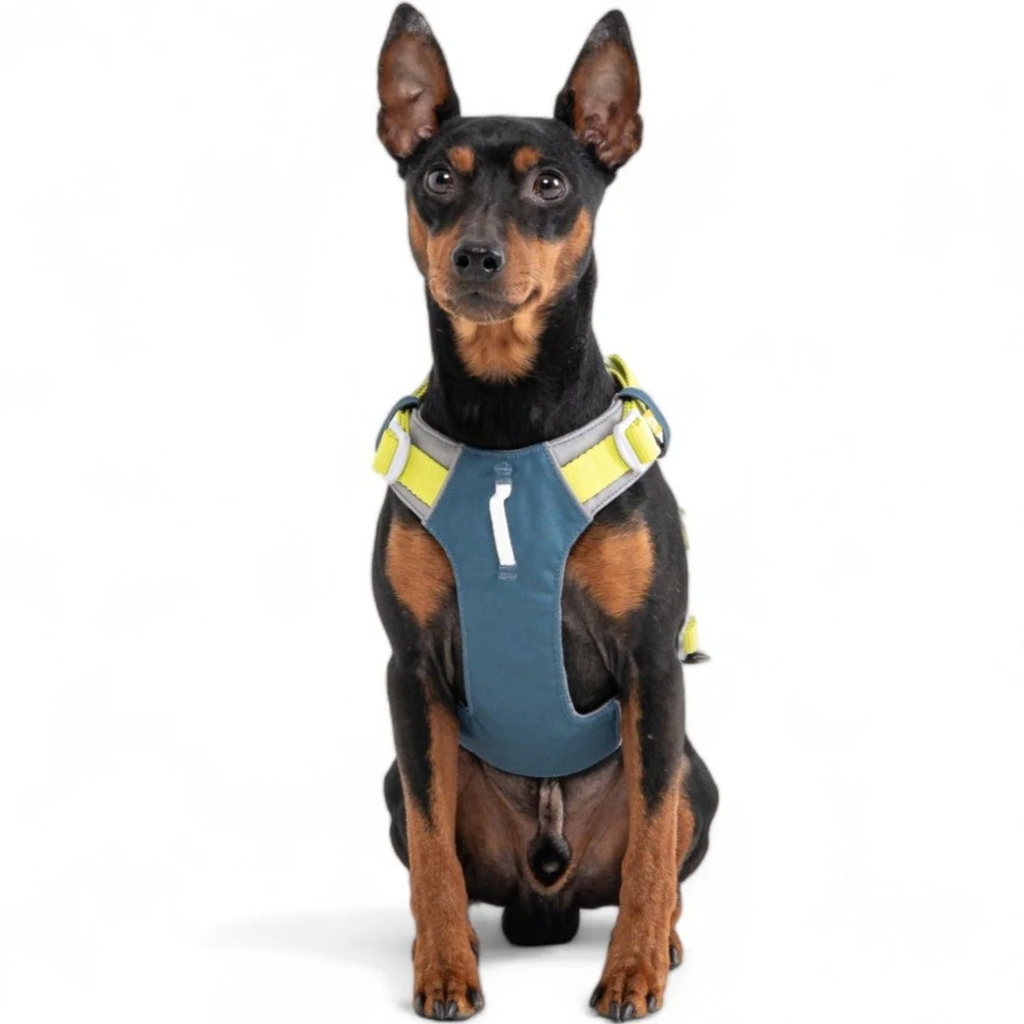 Alpha360Harness_DeepTealMix_HRNSAL163-LHRNSAL163-MHRNSAL163-SHRNSAL163-XLHRNSAL163-XS_-40.webp